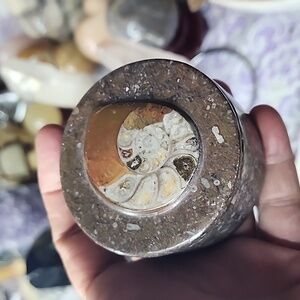 Ammonite Box No Cancelations or Return